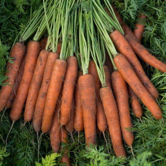 Adana Hybrid Carrot