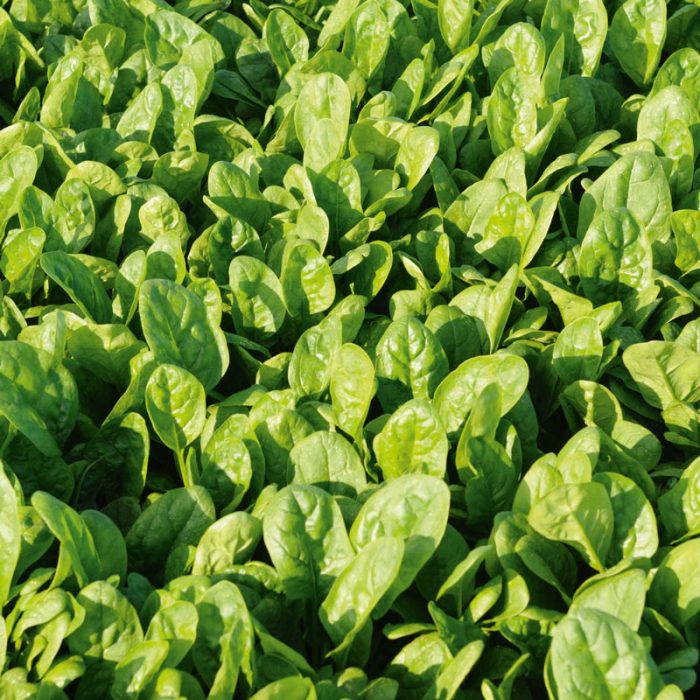 Patton Hybrid Spinach