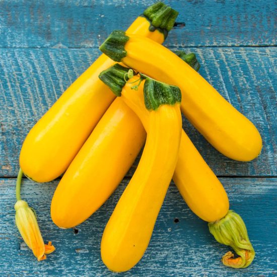 Easy Pick Gold II Hybrid Summer Squash