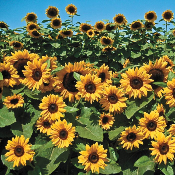 Orange Hobbit Hybrid Sunflower