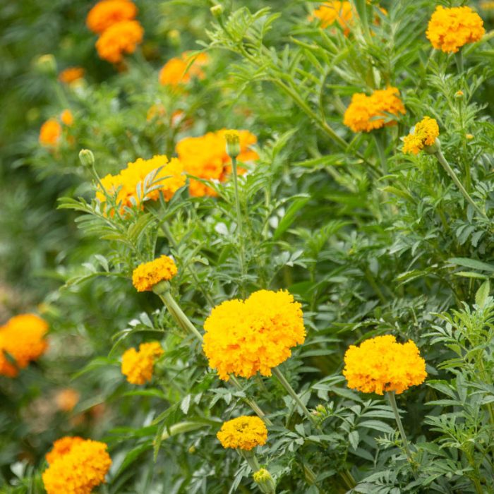 Crackerjack Mix Marigold