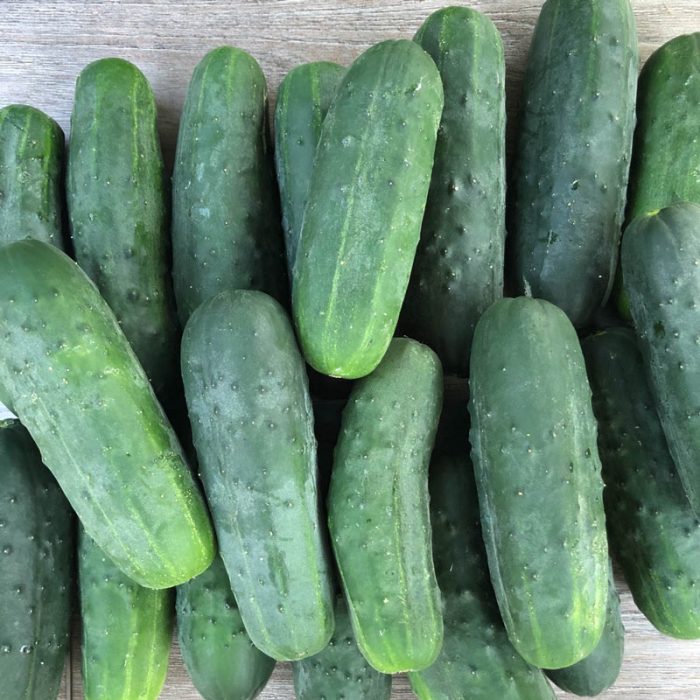 Super Max Hybrid Pickling Cucumber