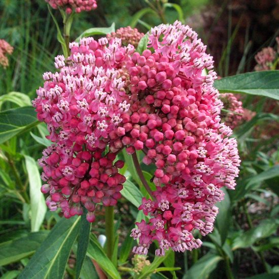 Cinderella Milkweed