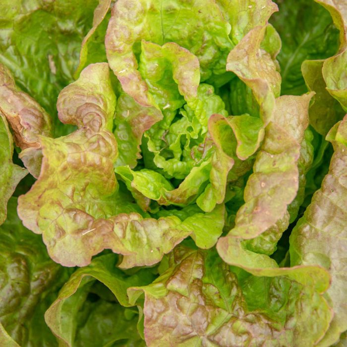 Blush Butter Cos Lettuce