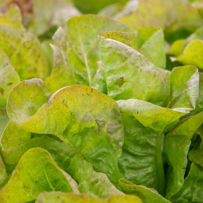 Blush Butter Cos Lettuce