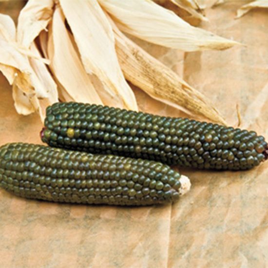 Emerald Ornamental Corn