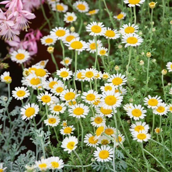 German Chamomile