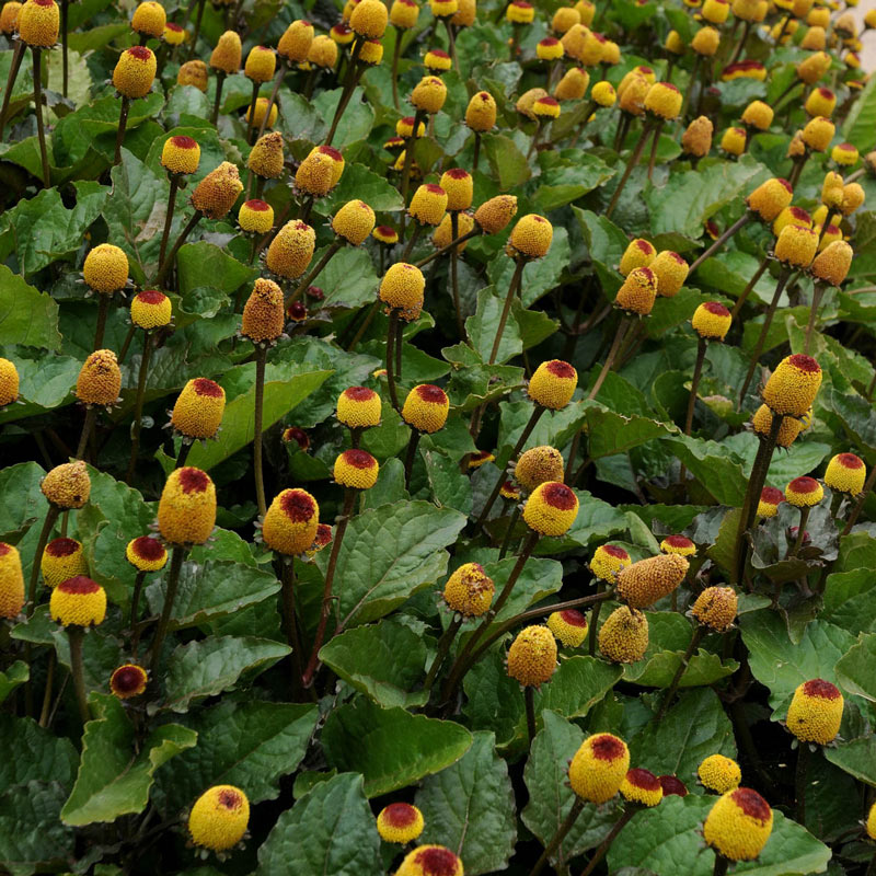 Peek-A-Boo Spilanthes