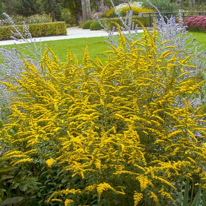 Fireworks Goldenrod