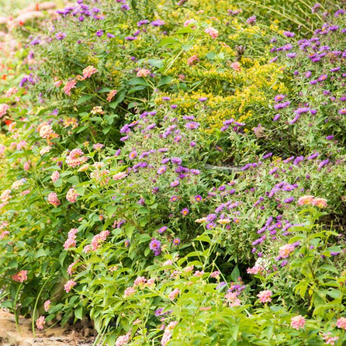 Fireworks Goldenrod