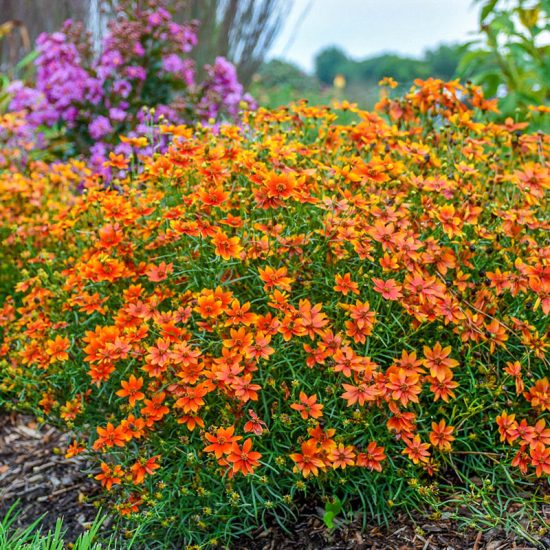 Crazy Cayenne Tickseed