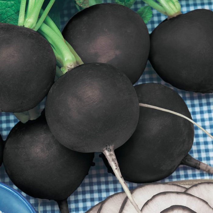 Black Spanish Round Summer Radish Seed