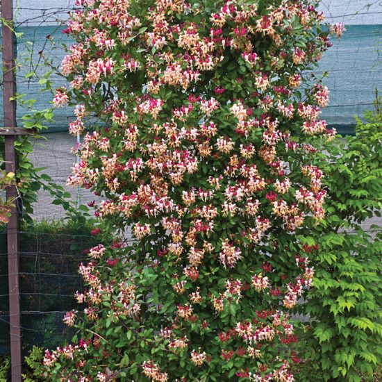 Fragrant Cloud Honeysuckle Plant