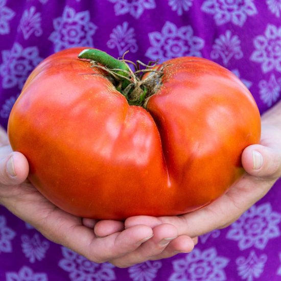 Ruby Monster Hybrid Tomato