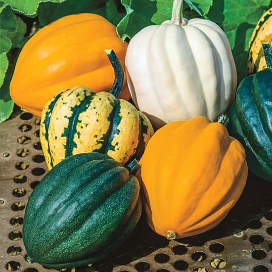 Autumn Acorn Winter Squash Seed Blend