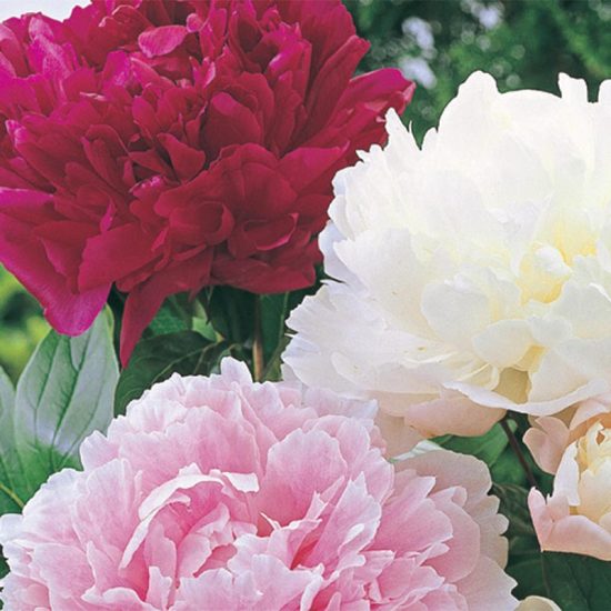 Giant Peony Plant Mix