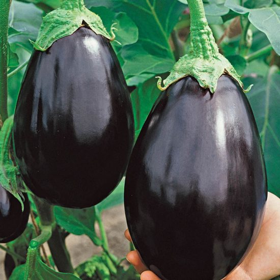 Black Beauty Eggplant