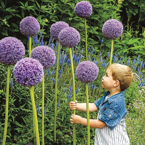 Gladiator Allium