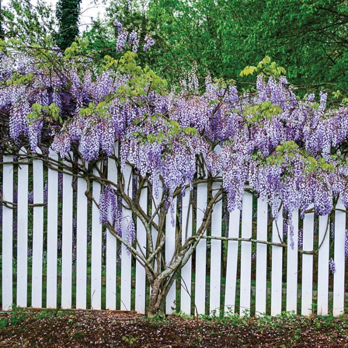 Blue Moon Reblooming Wisteria Plant