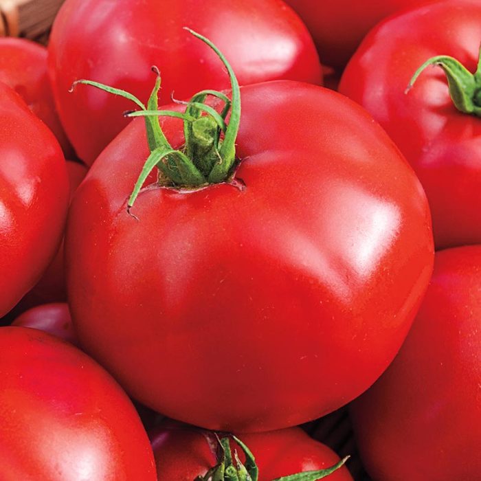 Tasty Beef Hybrid Tomato