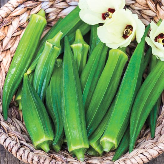 Gumbo Hybrid Okra Seed