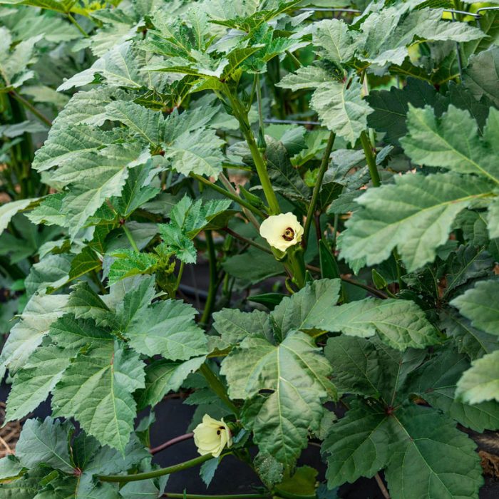 Gumbo Hybrid Okra Seed