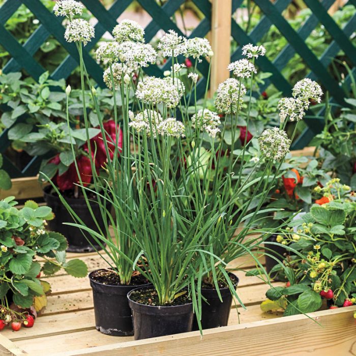 Gigantic Chive Seed