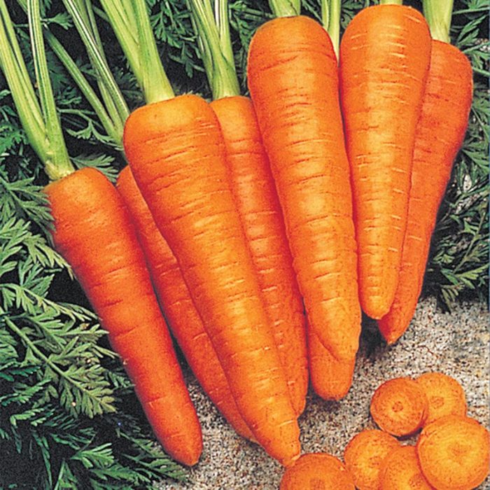 Fire Wedge Hybrid Carrot Seed