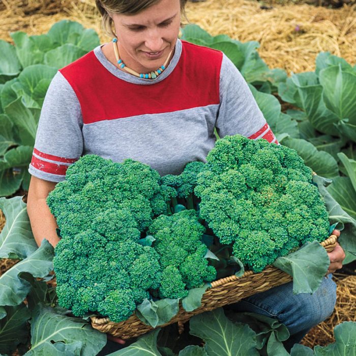 Blue Ribbon Hybrid Broccoli Seed