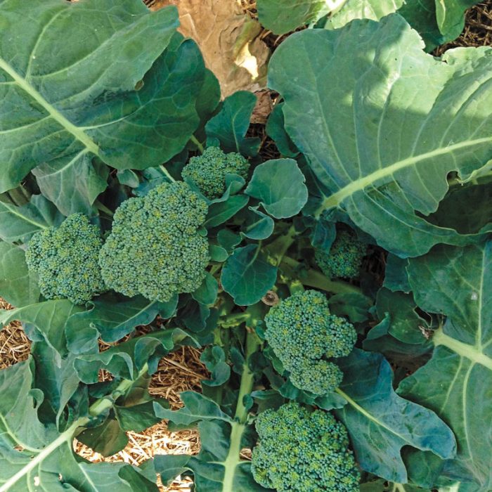 Blue Ribbon Hybrid Broccoli Seed