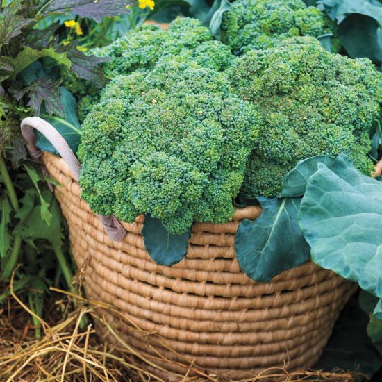 Blue Ribbon Hybrid Broccoli Seed