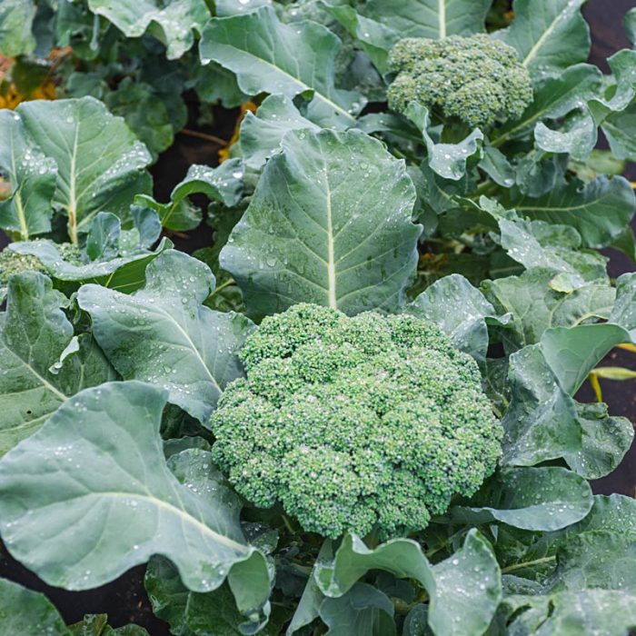 Blue Ribbon Hybrid Broccoli Seed