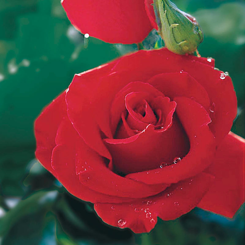 Veterans' Honor & Hybrid Tea Rose